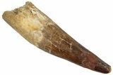 Fossil Spinosaurus Tooth - Real Dinosaur Tooth #305830-1